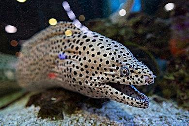 美国任天堂前总裁雷吉等 将出席TGA颁奖典礼